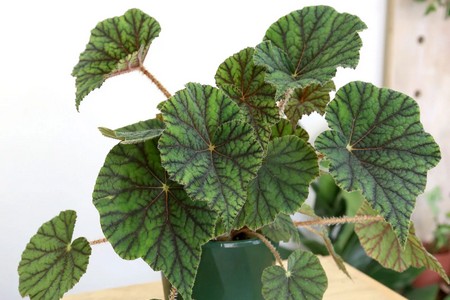 Begonia metaliczna (Begonia metallica)