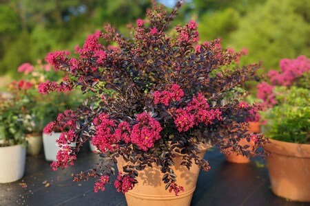 Lagerstremia (Lagerstroemia indica)