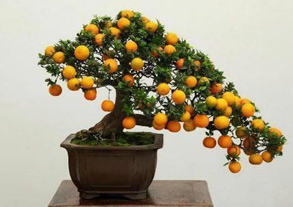 Pomarańcza miniaturowa (Citrus mitis)