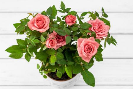 Róża chińska (Rosa chinensis)