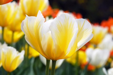  Tulipan żółto-biały ozdobą przydomowego ogrodu
