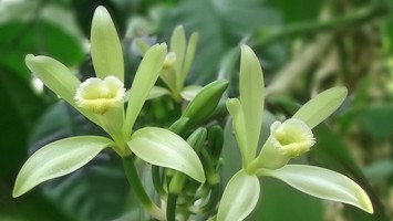 wanilia (Vanilla planifolia)